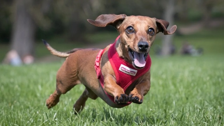 鼻が長く突き出た犬の方が長生きする傾向にあるとの新たな研究が発表された/Matt Cardy/Getty Images